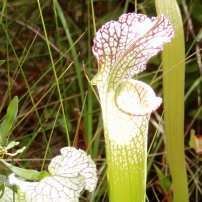 White Top Pitcher Plant, Sarcenia leucophyllia