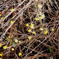 Bladderwort, Utricularia species