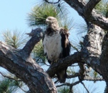 Bald Eagle, Aquila chrysaetos