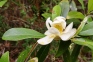 Sweetbay Magnolia, Magnolia virginiana