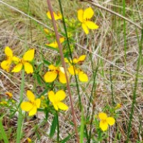 Yellow Meadow Beauty, Rhexia lutea